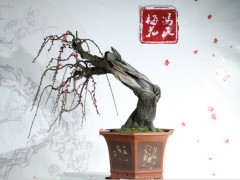 梅花盆景图3