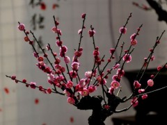 梅花盆景图3