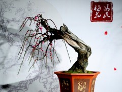 梅花盆景图2