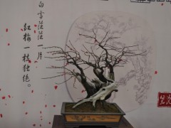 梅花盆景图3