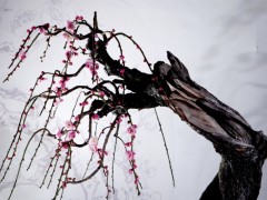 梅花盆景图2