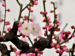 冯氏梅花招商图2