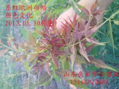 2013年东红欧洲白蜡芽子正式上市了欢迎选购图2