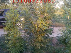 东红白蜡3号一年能长多高图2