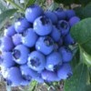 湖北省牧童蓝莓苗木批发基地
