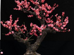 片状型