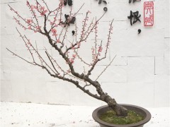 画意梅花