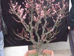 多曲干梅花