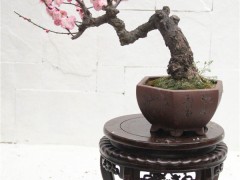 悬崖式