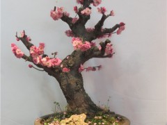 梅花盆景图3