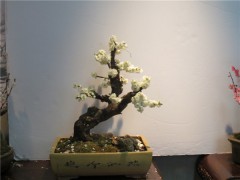 梅花盆景图3