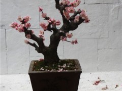 梅花盆景图3