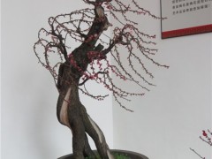 梅花盆景图2