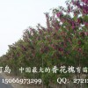 香花槐树苗，规格齐全、低价出售