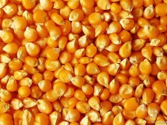 吉海畜禽长期采购大豆大麦玉米棉粕