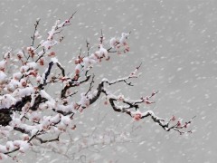 梅花盆景图2