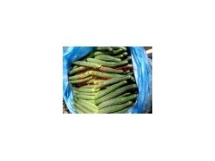 大量供应莘县密刺油亮黄瓜图2