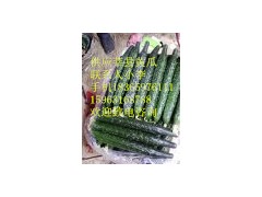 大量供应莘县密刺油亮黄瓜图3