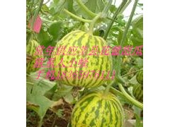 常年供应莘县花皮甜瓜图2