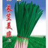 红根韭菜新品种---长茎美韭F1种子