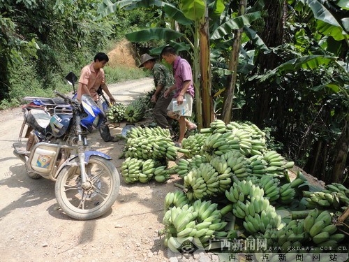 [看边疆]那坡百南西贡蕉 带动边民大增收