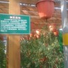 倒栽花盆