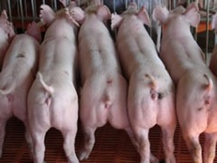 仔猪价格 生猪价格 苗猪批发4.2一斤