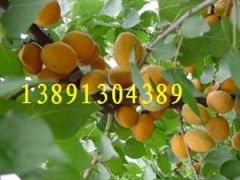 陕西大棚杏子基地陕西金太阳杏产地凯特杏批发丰园红杏行情图2