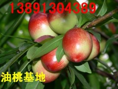 陕西大棚油桃产地曙光油桃产地中油12油桃批发518油桃产地图2