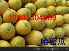 陕西大棚哈密瓜价格陕西哈密瓜代办哈密瓜产地哈密瓜行情图3