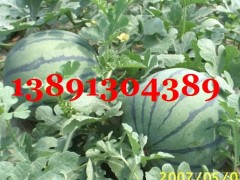 陕西大棚西瓜产地花皮西瓜产地黑皮西瓜行情京欣西瓜最新价格图2