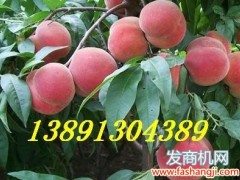 大荔县毛桃基地北京八号毛桃产地超越一号毛桃行情阿布白毛桃价格图2