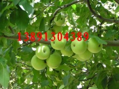 陕西青苹果价格藤木苹果产地晨阳苹果行情夏红苹果代办青苹果图3