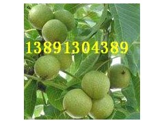 陕西青皮核桃价格香玲核桃产地8518核桃基地青香核桃销售图2