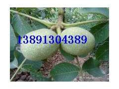 陕西青皮核桃价格香玲核桃产地8518核桃基地青香核桃销售图3