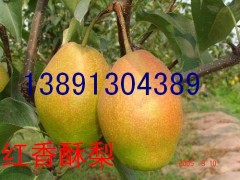 陕西红皮梨代办陕西考密斯梨产地陕西中华玉梨基地考密斯梨行情图3