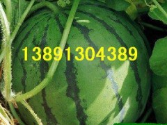 陕西大棚西瓜基地大量上市/京新西瓜/8424西瓜产地最新价格图2
