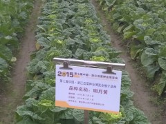 明月黄娃娃菜-2015浙江省瓜菜种业博览会重点推介品种图2