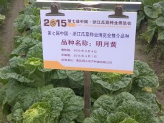 明月黄娃娃菜-2015浙江省瓜菜种业博览会重点推介品种图3