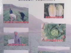 金宝黄娃娃菜种子-甘肃省兰州种子管理局认定品种图2