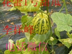 莘县早秋花蕾甜瓜，绿宝甜瓜，人参果。大量上市图3