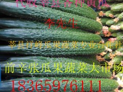 供应早秋密刺油亮黄瓜图2