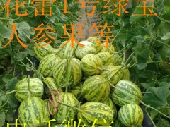 供应早秋密刺油亮黄瓜图3
