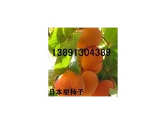 陕西柿子基地\陕西甜柿子产地批发价格图2