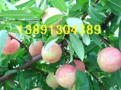 本地大量代办出售中晚熟纸袋，膜袋；毛桃；沙红桃，北京八号,红不软桃，秦王桃，阿布白，富岛桃王，超越一号毛桃，中华甜桃王，200-1桃子，中华寿桃等各种早晚熟桃子。沙红桃是这里的主导产品，沙红桃具有；色泽艳，果实大，硬度好，耐贮存，商品性好，桃子成熟后不摘不落，货架期长达1个多月，采收后10天不变味，半月不变坏等特点。大量成熟。本地桃子种植面积很大，货源十分充足。桃子品种很多，货源广，从6月-10月份都有不同品种的新鲜桃子成熟。欢迎洽谈订购合作。热线电话；13891304389   QQ;微信； 965197896
