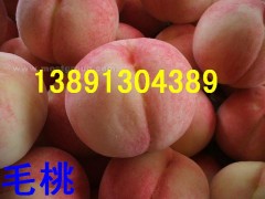 本地大量代办出售中晚熟纸袋，膜袋；毛桃；沙红桃，北京八号,红不软桃，秦王桃，阿布白，富岛桃王，超越一号毛桃，中华甜桃王，200-1桃子，中华寿桃等各种早晚熟桃子。沙红桃是这里的主导产品，沙红桃具有；色泽艳，果实大，硬度好，耐贮存，商品性好，桃子成熟后不摘不落，货架期长达1个多月，采收后10天不变味，半月不变坏等特点。大量成熟。本地桃子种植面积很大，货源十分充足。桃子品种很多，货源广，从6月-10月份都有不同品种的新鲜桃子成熟。欢迎洽谈订购合作。热线电话；13891304389   QQ;微信； 965197896