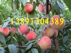 本地大量代办出售中晚熟纸袋，膜袋；毛桃；沙红桃，北京八号,红不软桃，秦王桃，阿布白，富岛桃王，超越一号毛桃，中华甜桃王，200-1桃子，中华寿桃等各种早晚熟桃子。沙红桃是这里的主导产品，沙红桃具有；色泽艳，果实大，硬度好，耐贮存，商品性好，桃子成熟后不摘不落，货架期长达1个多月，采收后10天不变味，半月不变坏等特点。大量成熟。本地桃子种植面积很大，货源十分充足。桃子品种很多，货源广，从6月-10月份都有不同品种的新鲜桃子成熟。欢迎洽谈订购合作。热线电话；13891304389   QQ;微信； 965197896