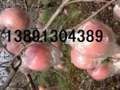 元旦陕西精品红富士苹果产地批发最新价格图3