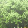 供应江苏南京香樟等多种绿化苗木