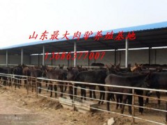 供应山东规模化牛羊养殖场